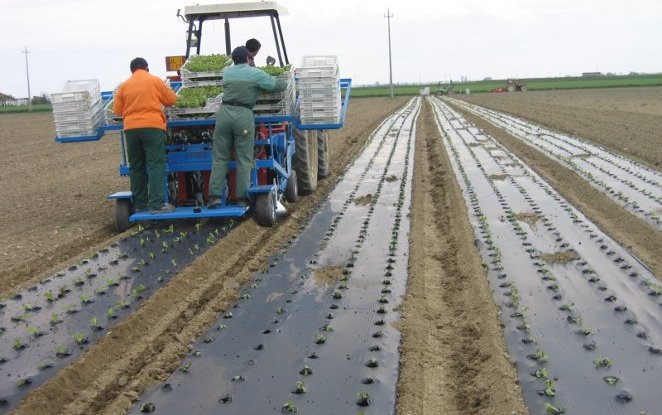 Film per pacciamatura biodegradabile:  entra in vigore l’atteso standard europeo sui criteri di biodegradabilità in suolo